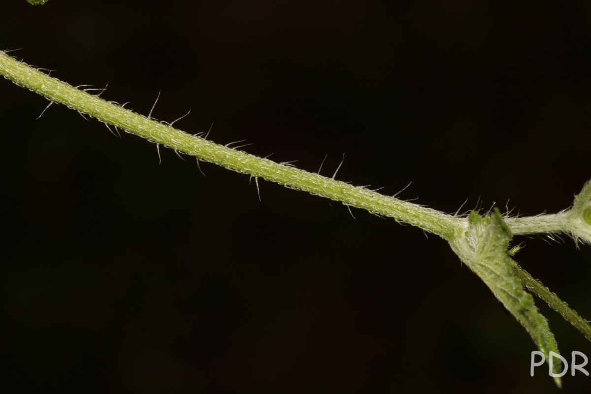 Cucumis maderaspatanus L.